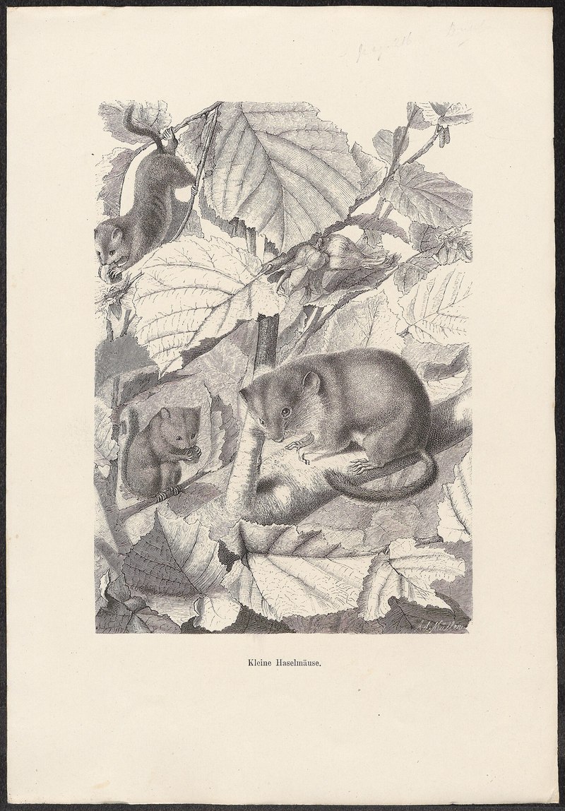 Muscardinus avellanarius (hazel dormouse); DISPLAY FULL IMAGE.