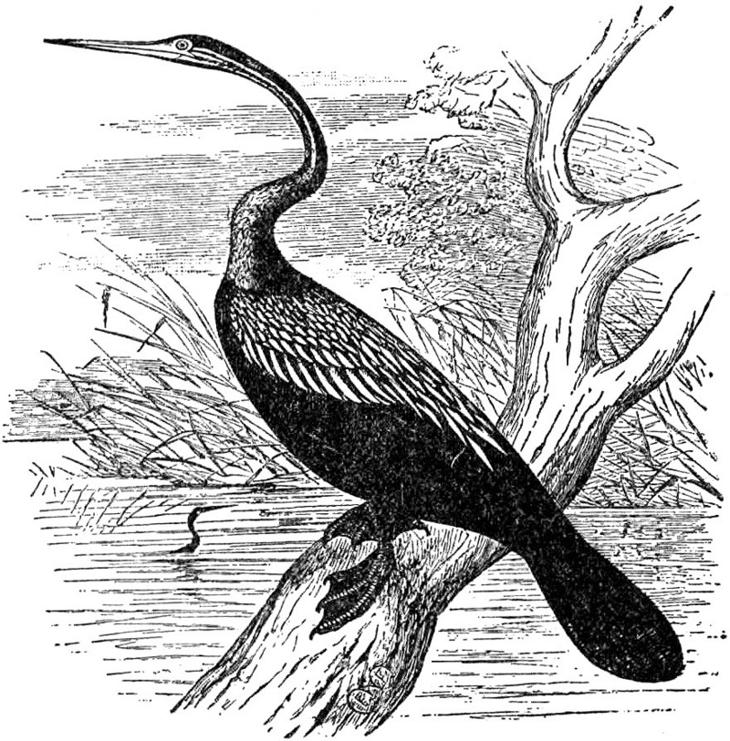 Indian Snakebird = Anhinga melanogaster (Oriental darter); DISPLAY FULL IMAGE.