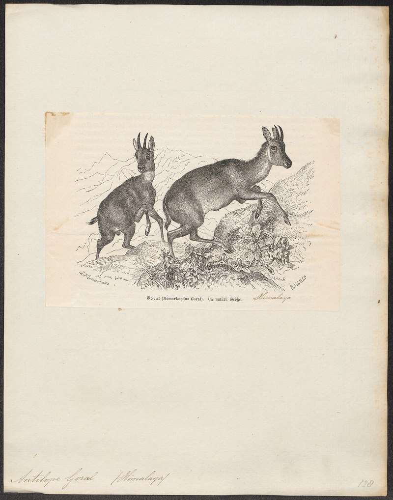 Antilope goral = Naemorhedus goral (Himalayan goral); DISPLAY FULL IMAGE.