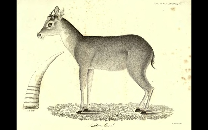 Antilope goral = Naemorhedus goral (Himalayan goral); DISPLAY FULL IMAGE.
