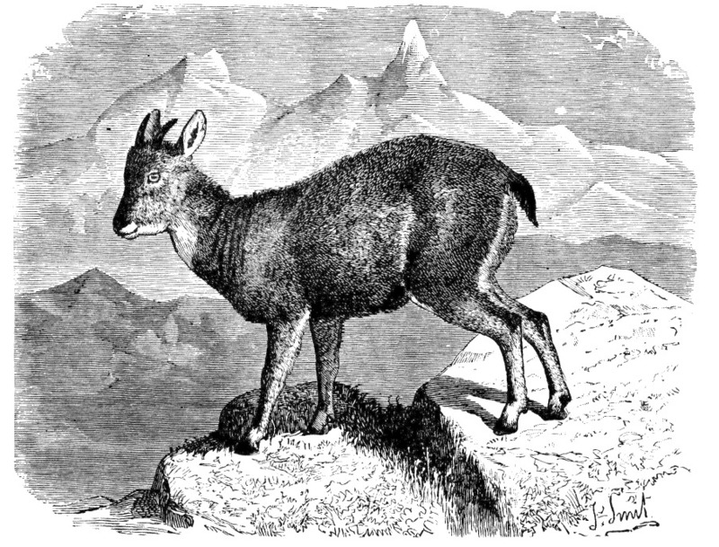 Nemorrhaedus goral = Naemorhedus goral (Himalayan goral); DISPLAY FULL IMAGE.