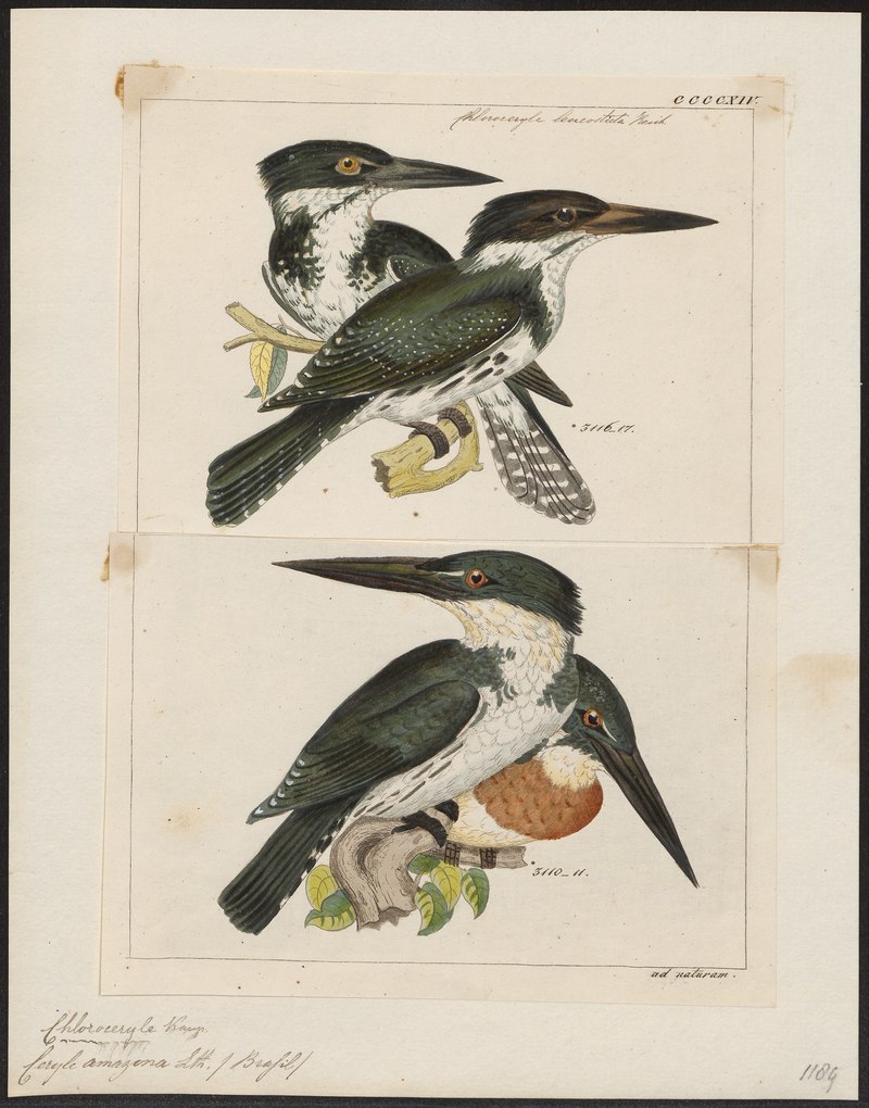 Ceryle amazona = Chloroceryle amazona (Amazon kingfisher); DISPLAY FULL IMAGE.