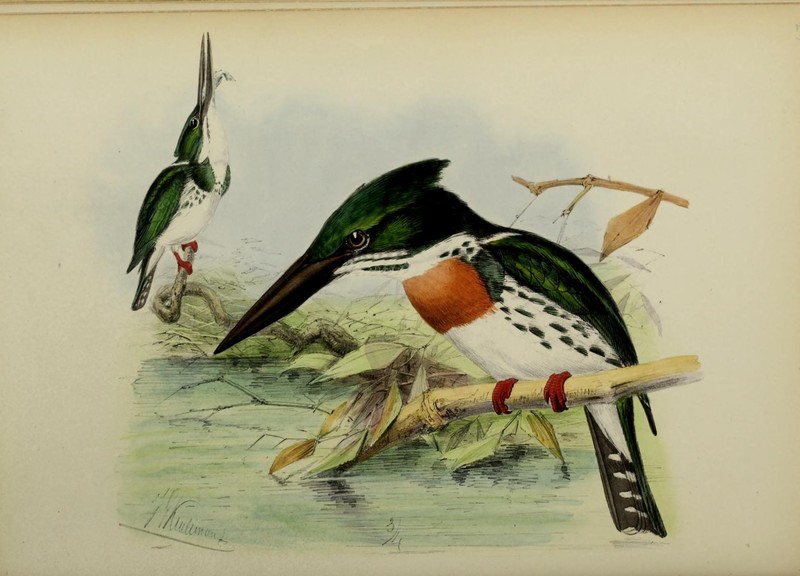 Ceryle amazonia (Amazon green kingfisher) = Chloroceryle amazona (Amazon kingfisher); DISPLAY FULL IMAGE.