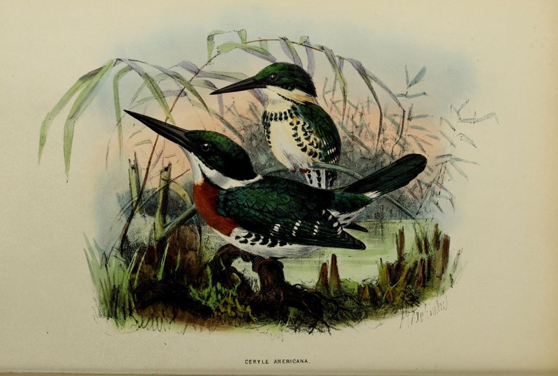 Ceryle americana (Brazilian green kingfisher) = Chloroceryle americana (green kingfisher); DISPLAY FULL IMAGE.