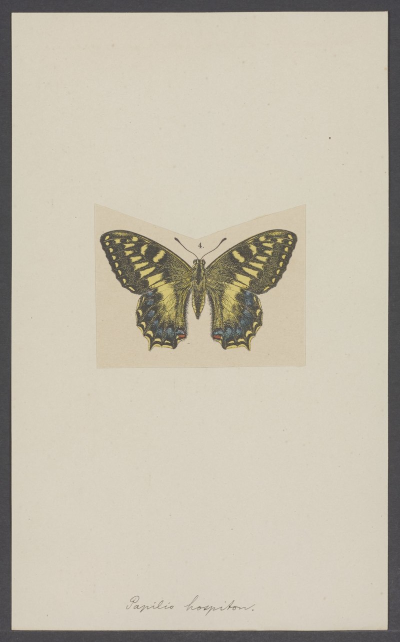 Corsican swallowtail (Papilio hospiton); DISPLAY FULL IMAGE.