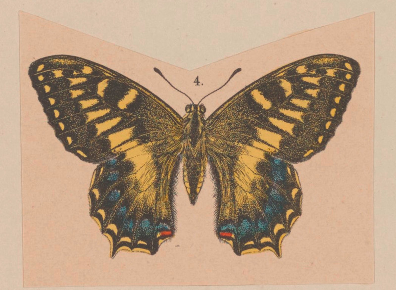 Corsican swallowtail (Papilio hospiton) [cropped]; DISPLAY FULL IMAGE.