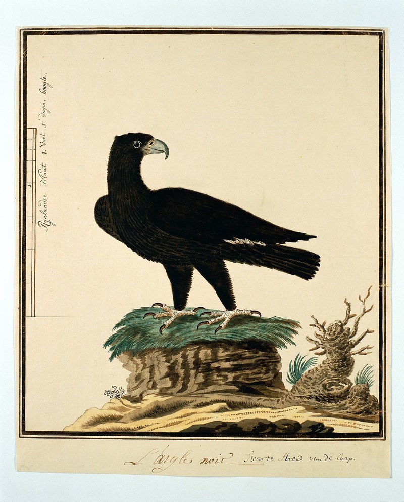Verreaux's eagle (Aquila verreauxii); DISPLAY FULL IMAGE.