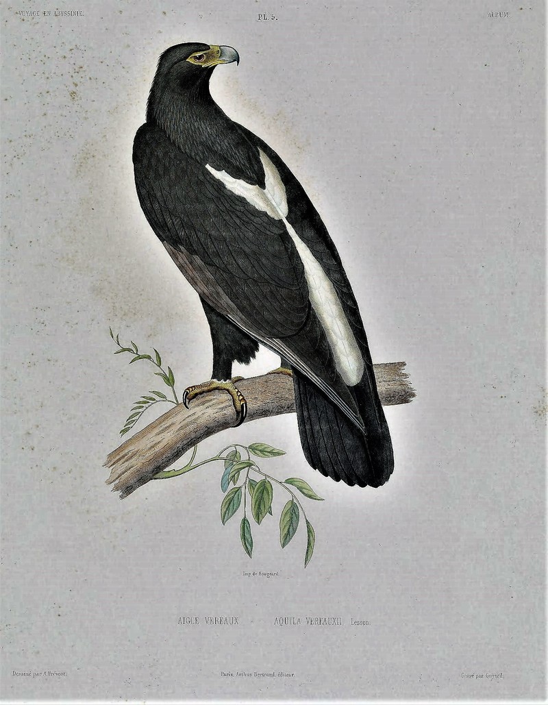 Verreaux's eagle (Aquila verreauxii); DISPLAY FULL IMAGE.