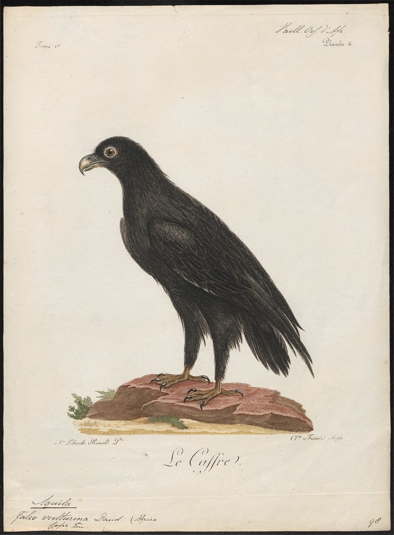 Aquila vulturina = Aquila verreauxii (Verreaux's eagle); DISPLAY FULL IMAGE.