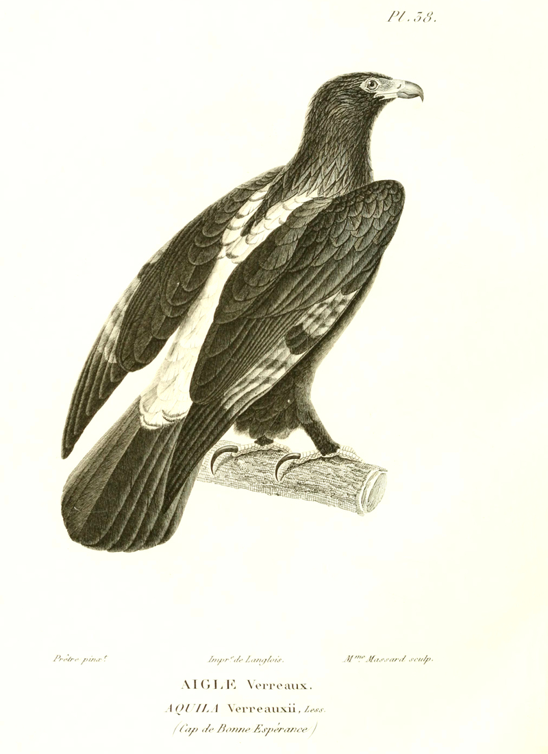 Aquila verreauxii (Verreaux's eagle); DISPLAY FULL IMAGE.