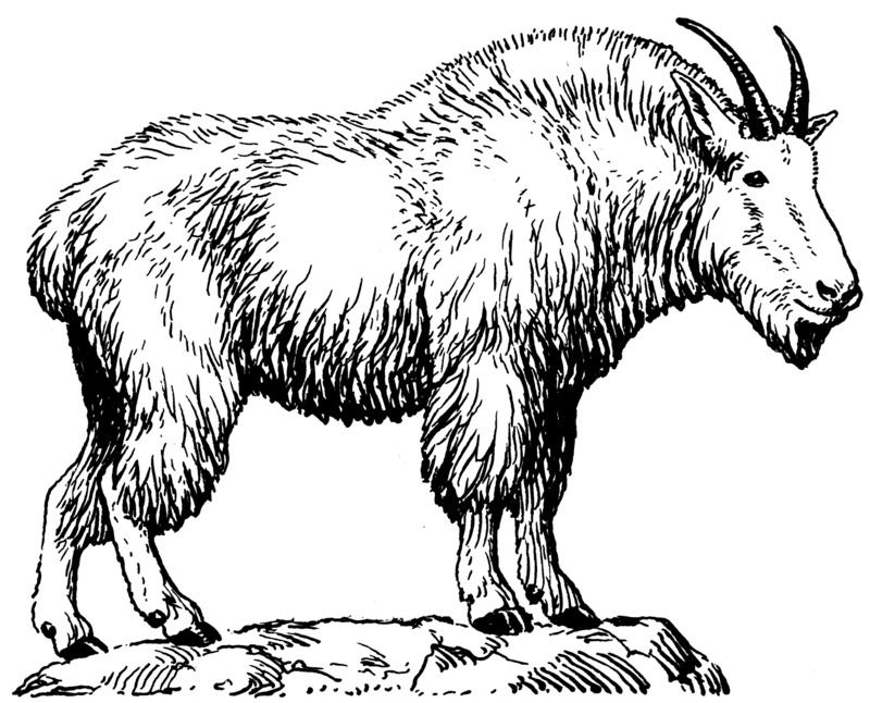 Rocky Mountain goat (Oreamnos americanus); DISPLAY FULL IMAGE.