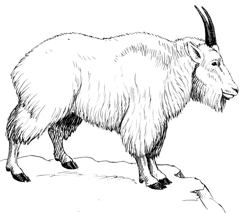 Rocky Mountain goat (Oreamnos americanus); DISPLAY FULL IMAGE.
