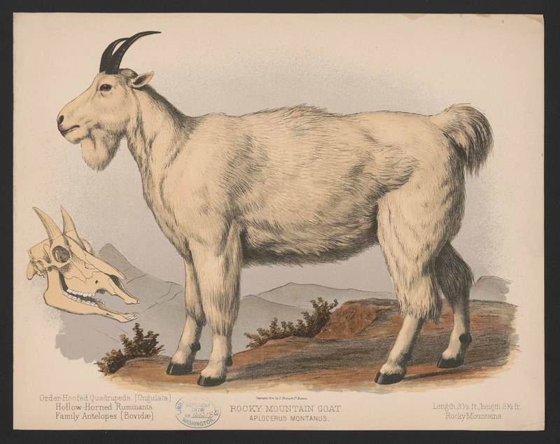 Aplocerus montanus = Oreamnos americanus (Rocky Mountain goat); DISPLAY FULL IMAGE.