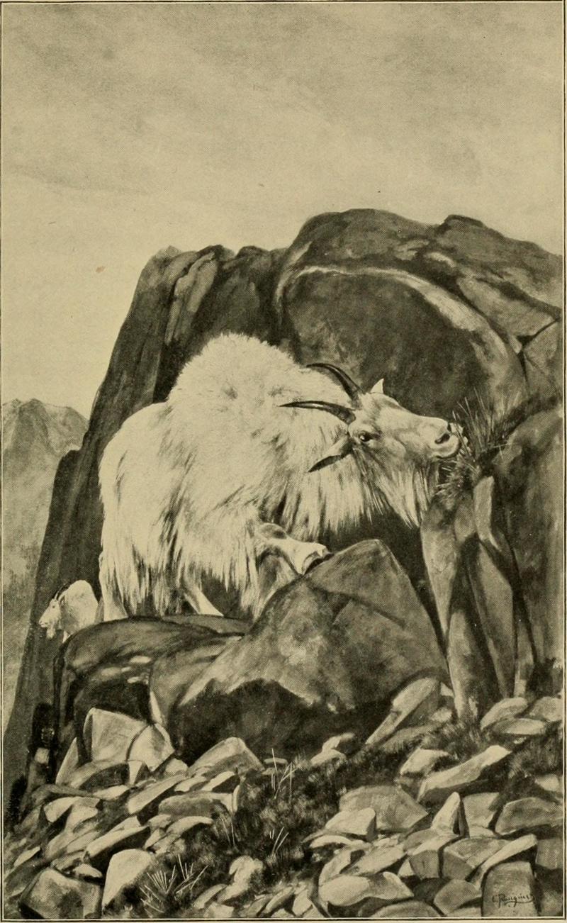 White Goats = Oreamnos americanus (Rocky Mountain goat); DISPLAY FULL IMAGE.