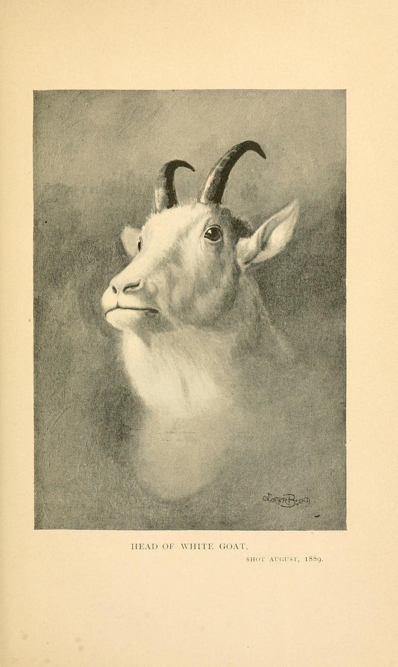 White Goat = Oreamnos americanus (Rocky Mountain goat); DISPLAY FULL IMAGE.