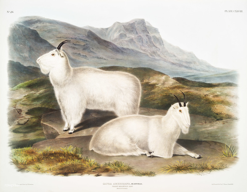 Capra americana = Oreamnos americanus (Rocky Mountain goat); DISPLAY FULL IMAGE.