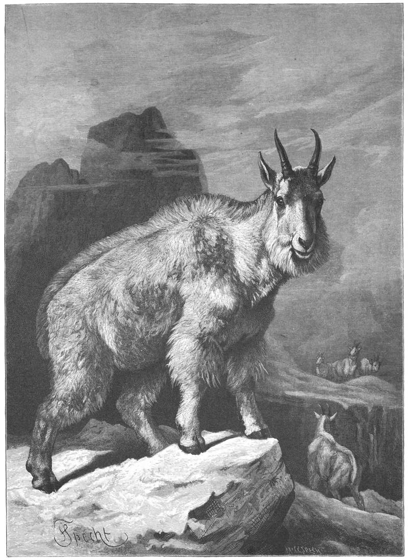 Die Schneeziege = Oreamnos americanus (Rocky Mountain goat); DISPLAY FULL IMAGE.