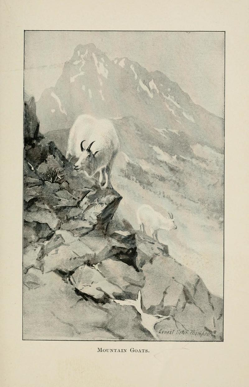 Mountain Goats = Oreamnos americanus (Rocky Mountain goat); DISPLAY FULL IMAGE.