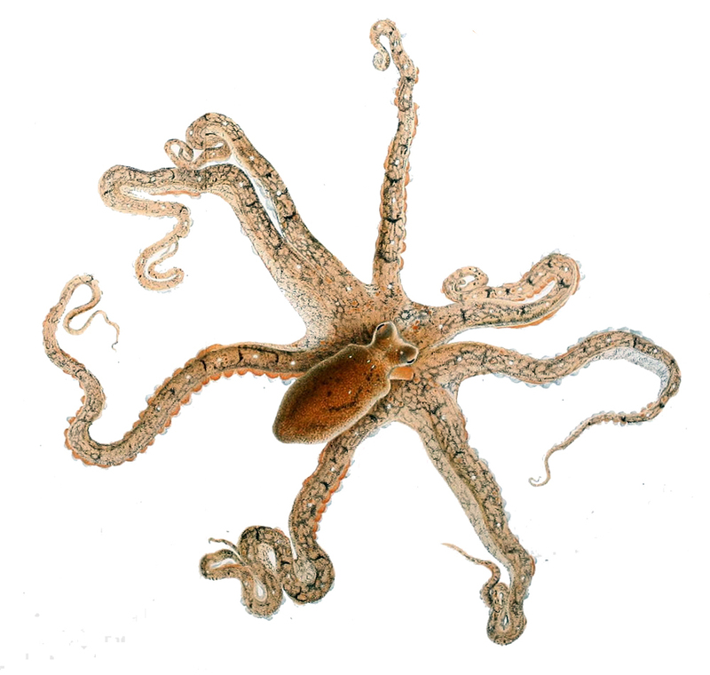 Octopus defilippi = Macrotritopus defilippi (Lilliput longarm octopus, Atlantic longarm octopus); DISPLAY FULL IMAGE.