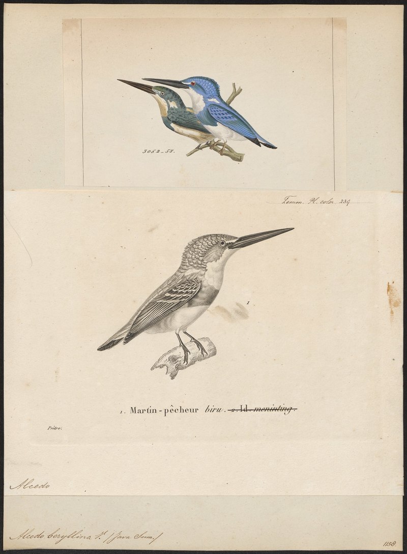 Alcedo beryllina = Alcedo coerulescens (cerulean kingfisher); DISPLAY FULL IMAGE.
