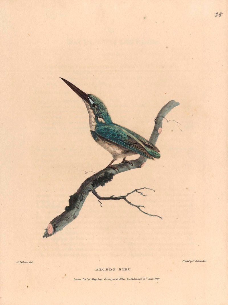 Alcedo biru = Alcedo coerulescens (cerulean kingfisher); DISPLAY FULL IMAGE.
