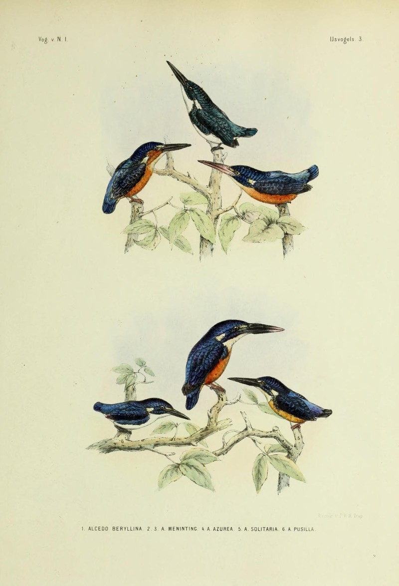 1. Alcedo beryllina = Alcedo coerulescens (cerulean kingfisher), 2.3. Alcedo meninting (blue-eared kingfisher), 4. Alcedo azurea = Ceyx azureus (azure kingfisher), 5. Alcedo solitaria (undefined), 6. Alcedo pusilla = Ceyx pusillus (little kingfisher); DISPLAY FULL IMAGE.