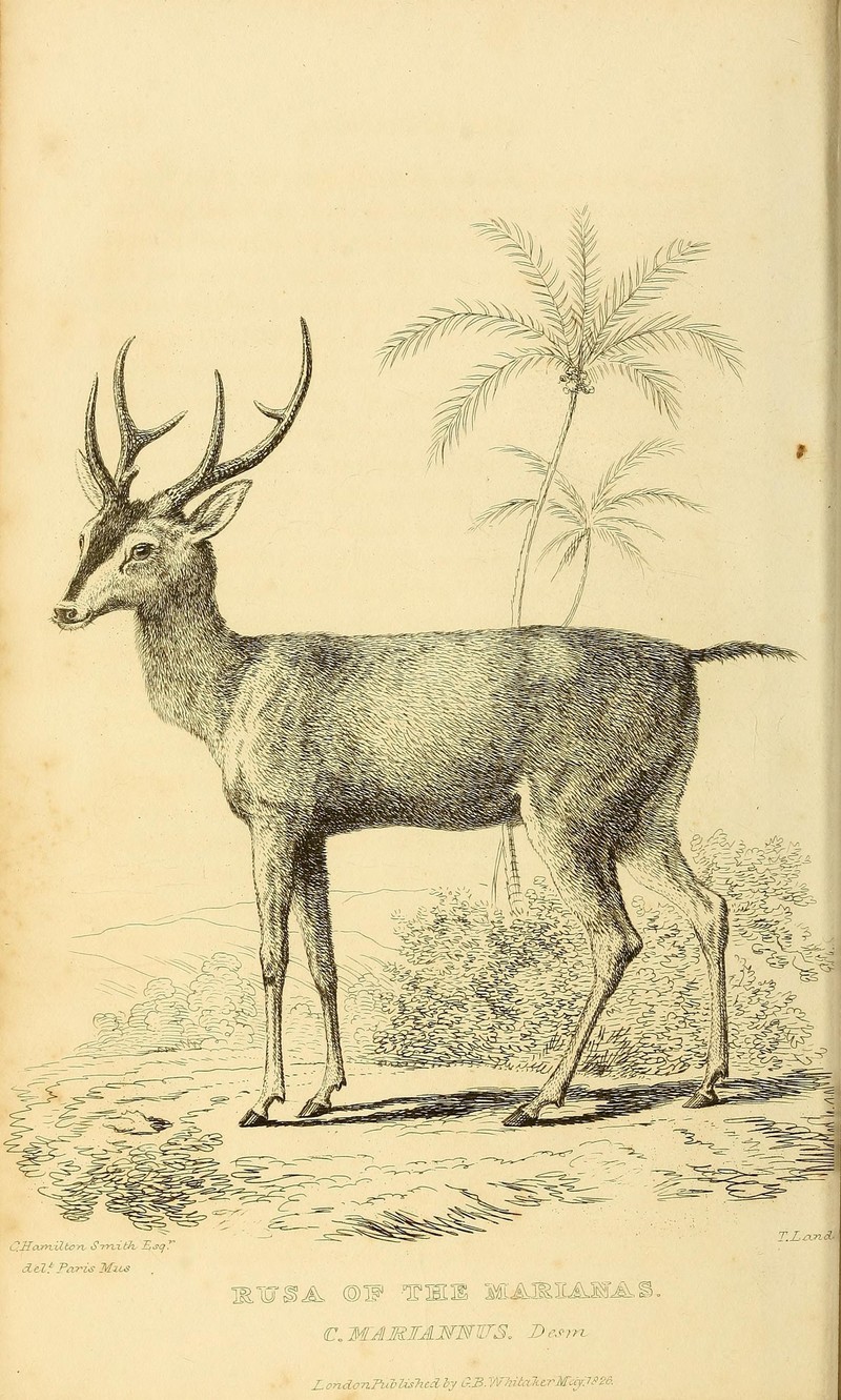 Cervus mariannus = Rusa marianna (Philippine sambar, Philippine brown deer); DISPLAY FULL IMAGE.