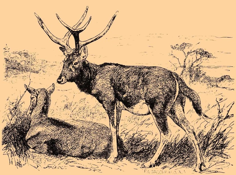 Elaphurus davidianus (Père David's deer); DISPLAY FULL IMAGE.
