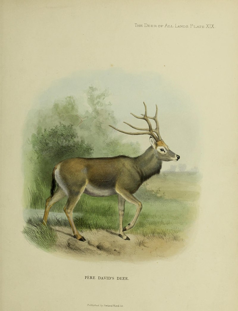 Elaphurus davidianus (Père David's deer); DISPLAY FULL IMAGE.