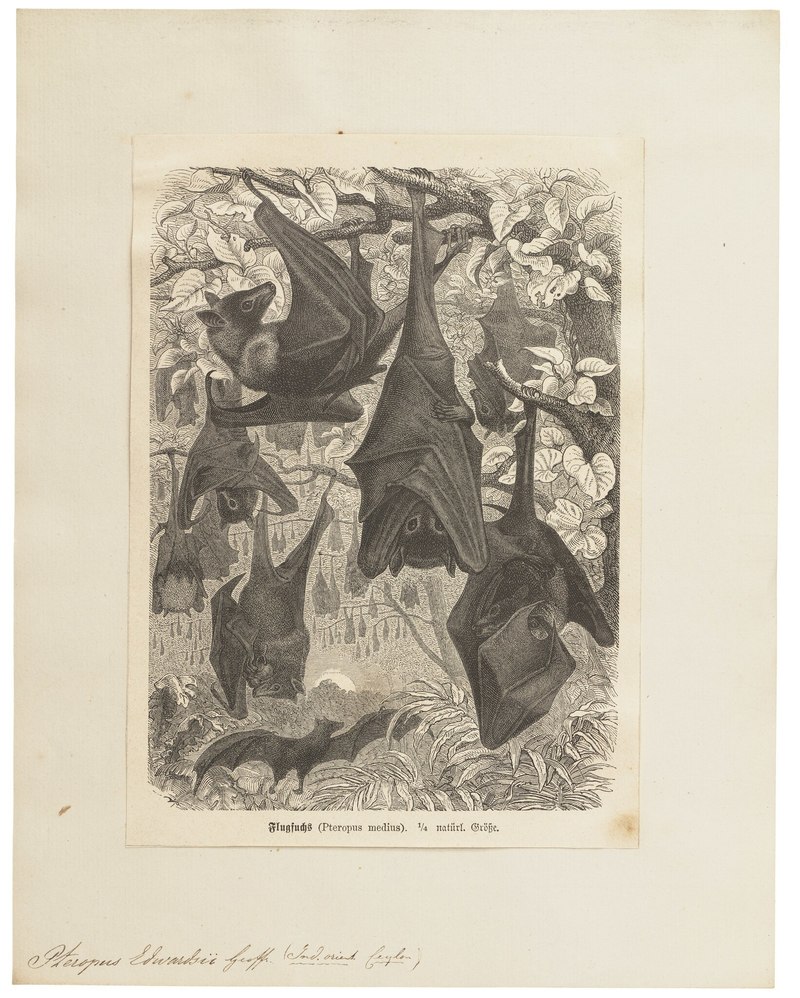 Pteropus edwardsii = Pteropus medius (Indian flying fox); DISPLAY FULL IMAGE.