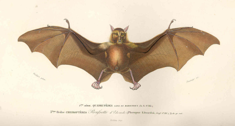 Reufsette d'Edwards: Pteropus edwardsii = Pteropus medius (Indian flying fox); DISPLAY FULL IMAGE.