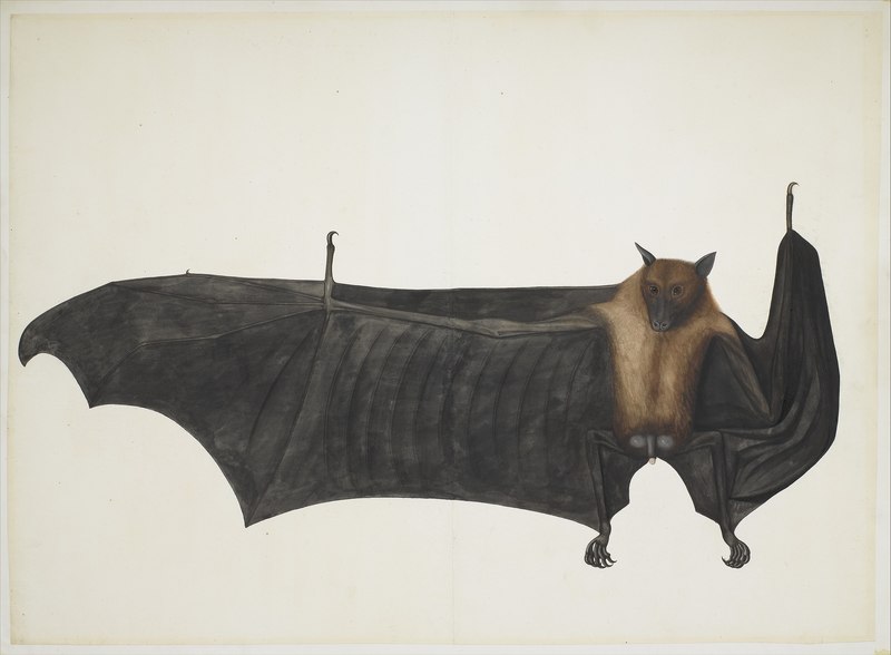 Great Indian Fruit Bat = Pteropus medius (Indian flying fox); DISPLAY FULL IMAGE.