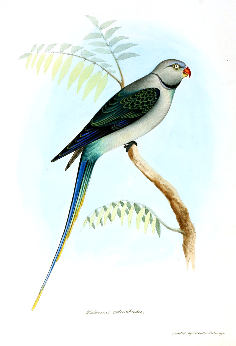 Palaeornis columboides = Psittacula columboides (blue-winged parakeet, Malabar parakeet); DISPLAY FULL IMAGE.
