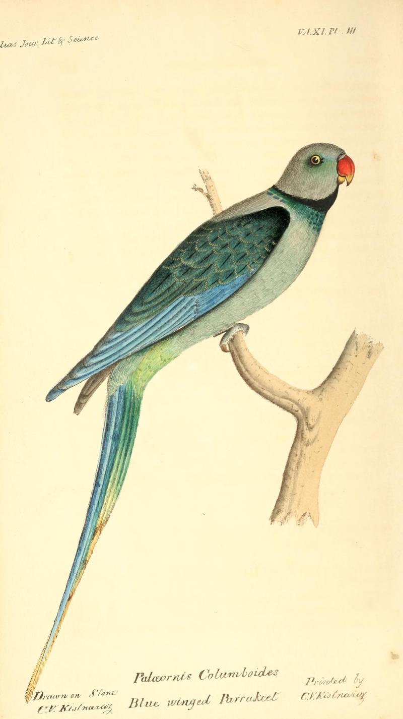Palaeornis columboides = Psittacula columboides (blue-winged parakeet, Malabar parakeet); DISPLAY FULL IMAGE.