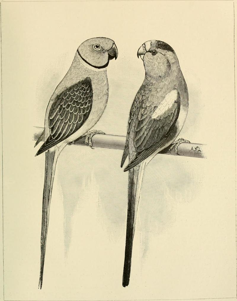 Palaeornis peristerodes = Psittacula columboides (Malabar parakeet), Psephotus multicolor = Psephotellus varius (mulga parrot); DISPLAY FULL IMAGE.