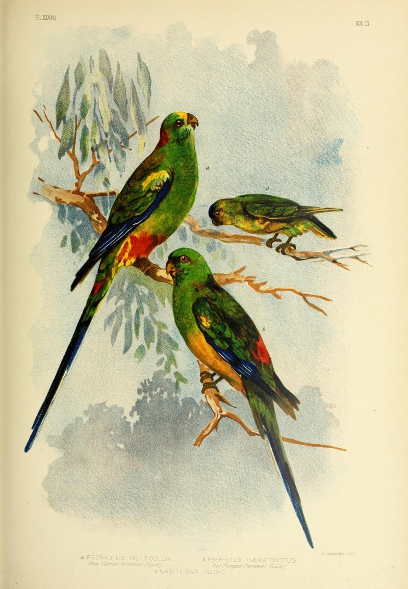 Psephotus multicolor = Psephotellus varius (mulga parrot), Psephotus haematonotus (red-rumped parrot), Nasiterna pusio = Micropsitta pusio (buff-faced pygmy parrot); DISPLAY FULL IMAGE.