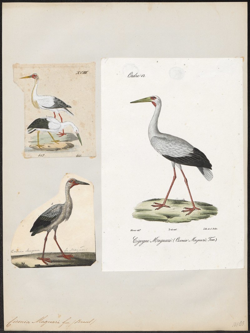 Ciconia maguari (maguari stork); DISPLAY FULL IMAGE.