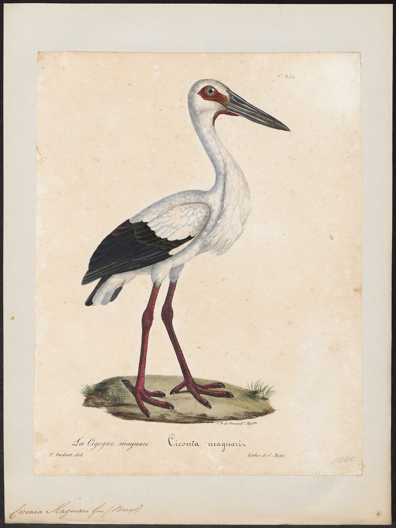 Ciconia maguari (maguari stork); DISPLAY FULL IMAGE.