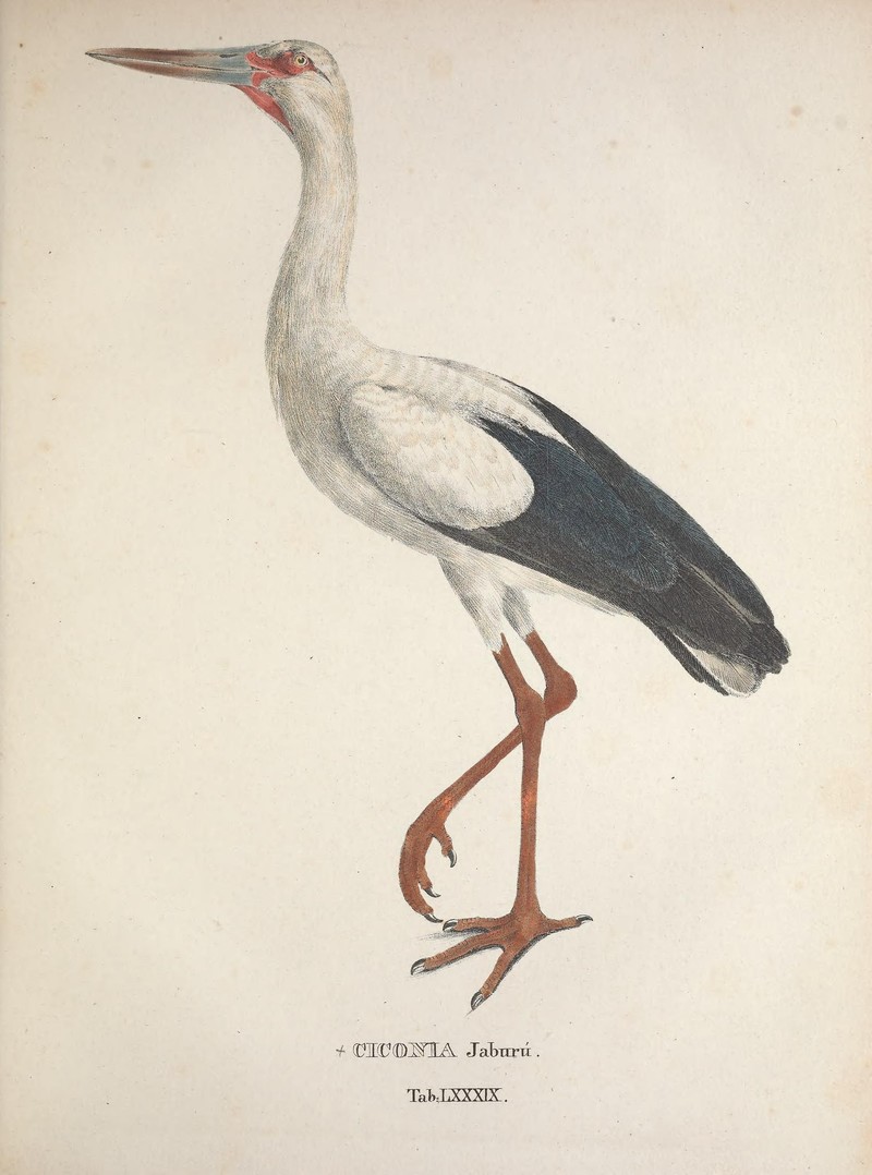 Ciconia jaburu = Ciconia maguari (maguari stork); DISPLAY FULL IMAGE.