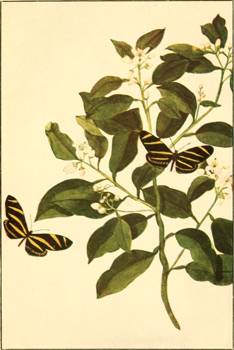 Heliconius charitonius (Zebra Butterfly) = Heliconius charithonia (zebra longwing); DISPLAY FULL IMAGE.