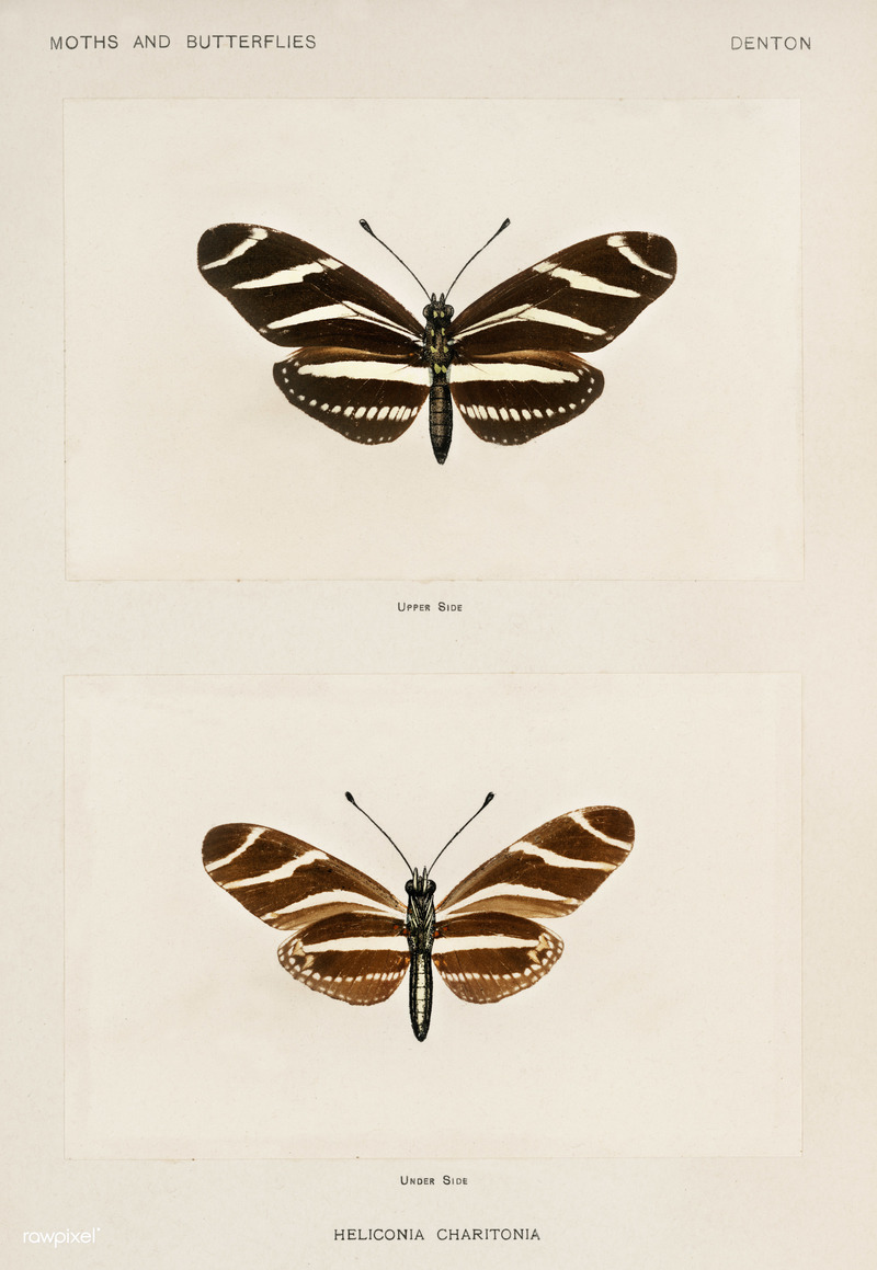 Heliconia charitonia = Heliconius charithonia (zebra longwing butterfly); DISPLAY FULL IMAGE.