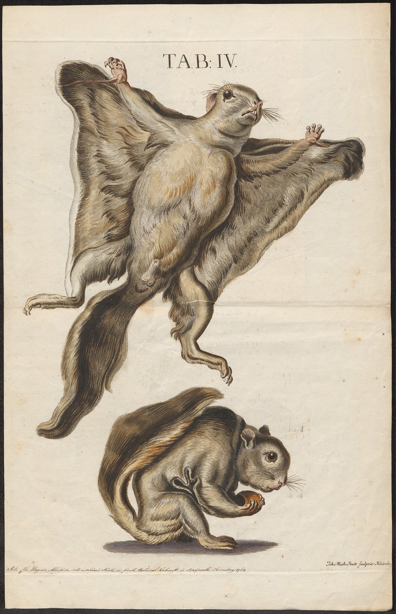 Pteromys volans (Siberian flying squirrel); DISPLAY FULL IMAGE.
