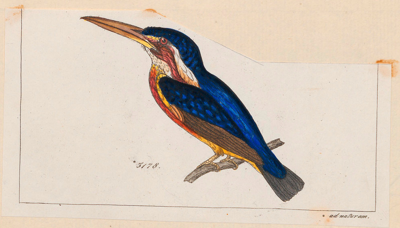 Alcedo verreauxi = Alcedo meninting (blue-eared kingfisher); DISPLAY FULL IMAGE.