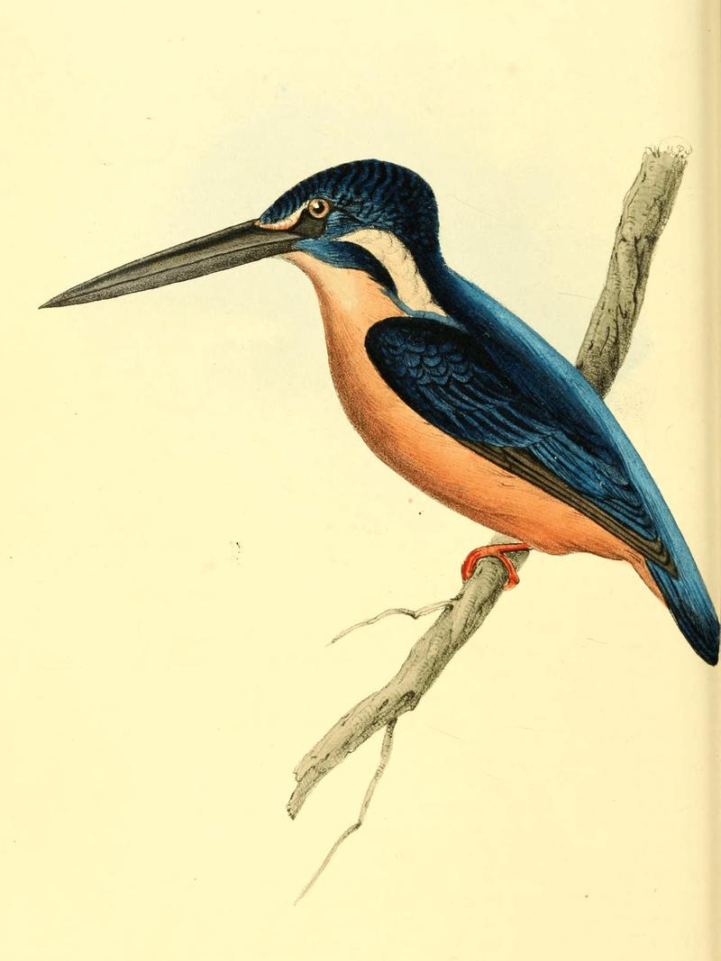 Alcedo asiatica = Alcedo meninting (blue-eared kingfisher); DISPLAY FULL IMAGE.