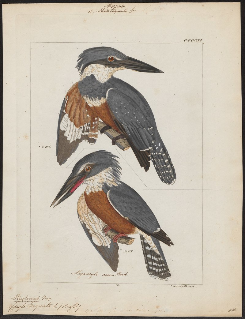 Ceryle torquata = Megaceryle torquata (ringed kingfisher); DISPLAY FULL IMAGE.