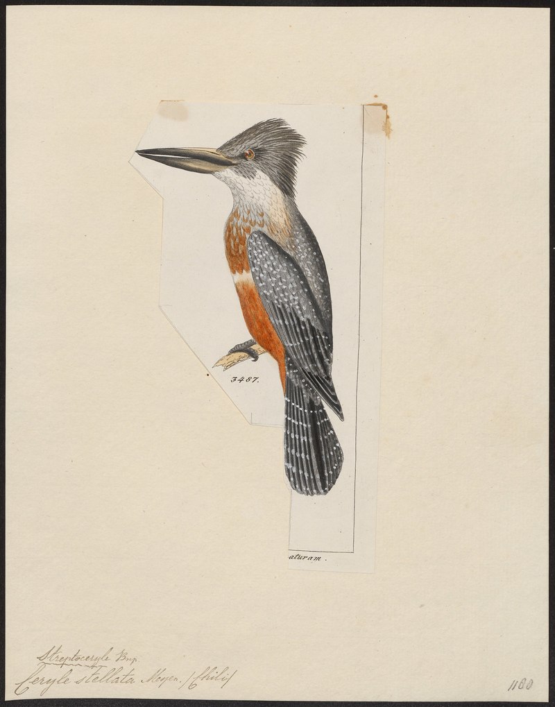 Ceryle stellata = Megaceryle torquata stellata (ringed kingfisher); DISPLAY FULL IMAGE.