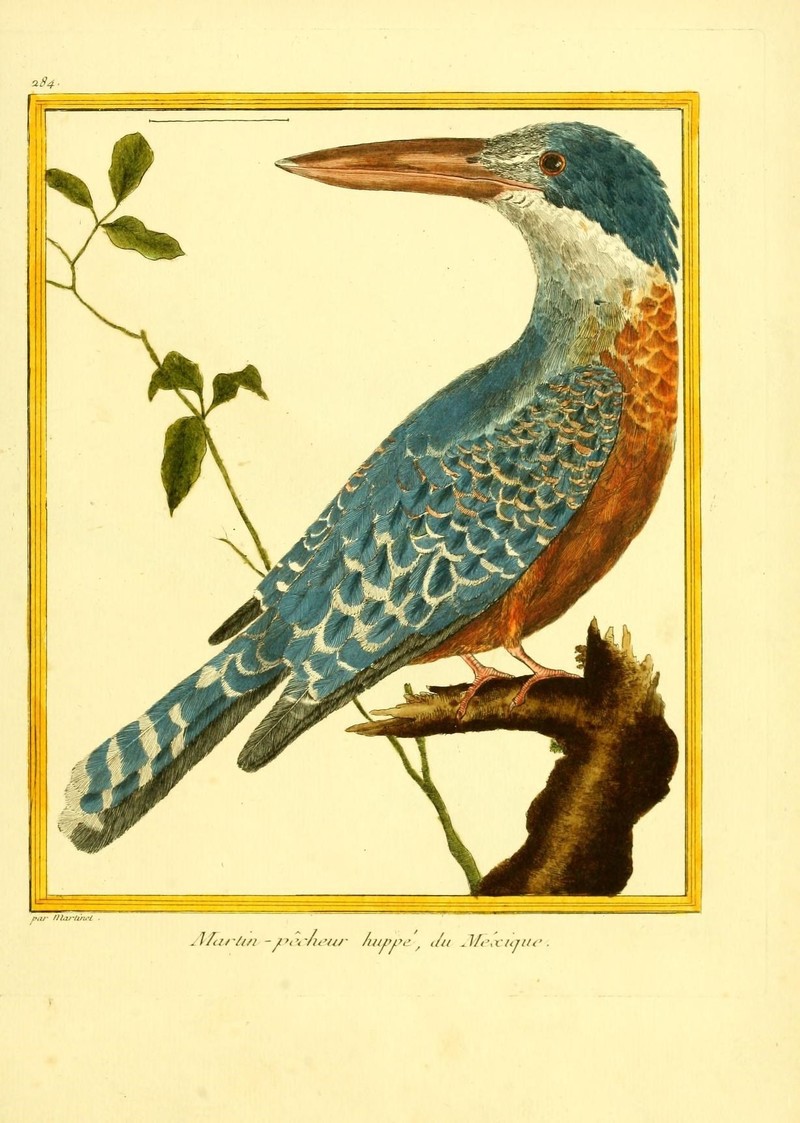 Martin-pêcheur hupé du Mexique = Megaceryle torquata (ringed kingfisher); DISPLAY FULL IMAGE.