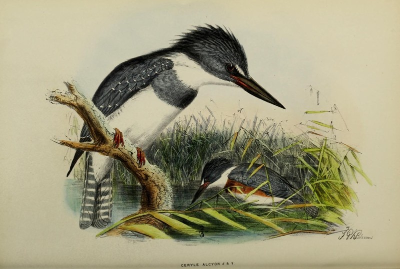 Ceryle alcyon = Megaceryle alcyon (belted kingfisher); DISPLAY FULL IMAGE.