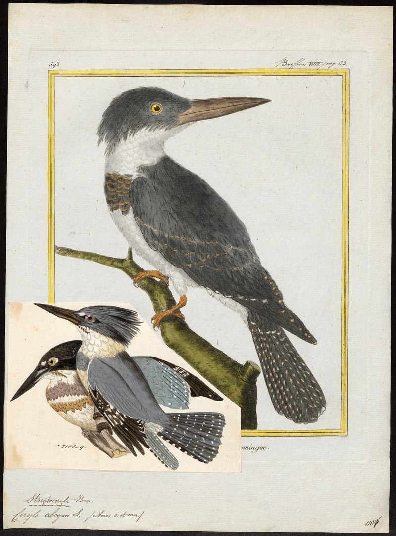 Ceryle alcyon = Megaceryle alcyon (belted kingfisher); DISPLAY FULL IMAGE.