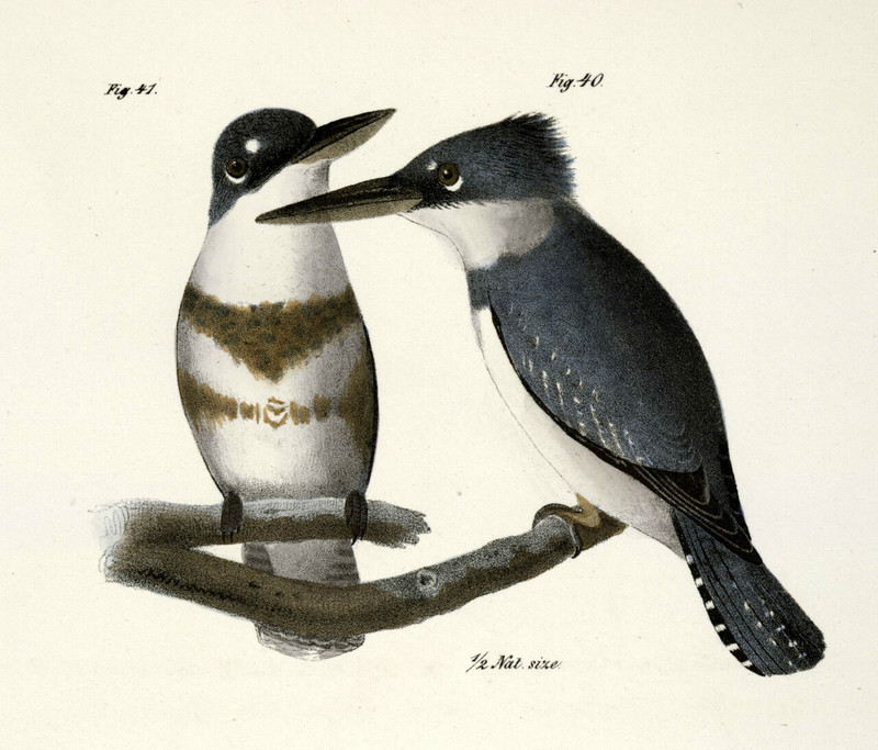 Alcedo alcyon = Megaceryle alcyon (belted kingfisher); DISPLAY FULL IMAGE.